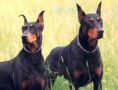 /album/galeria-de-fotos/doberman-pinscher-jpg/